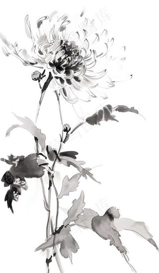 菊花水墨画中国风手绘清明重阳插画免抠