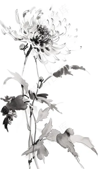 菊花水墨画中国风手绘清明重阳插画免抠
