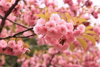 春天粉色樱花树枝摄影图