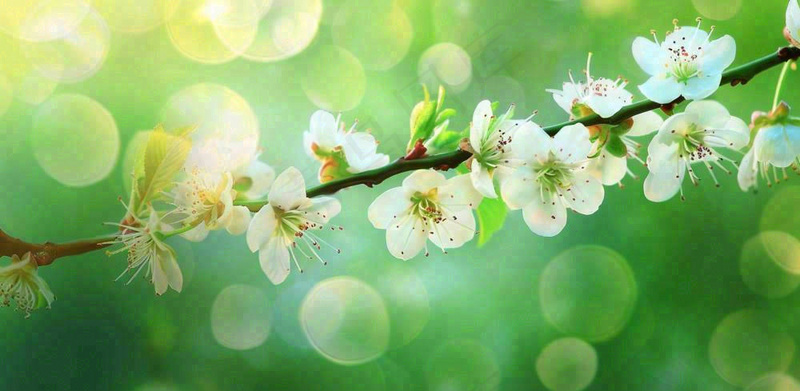 春天白花李花立春春分惊蛰绿色摄影图