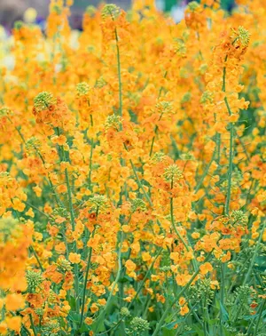 油菜花的季节来了7