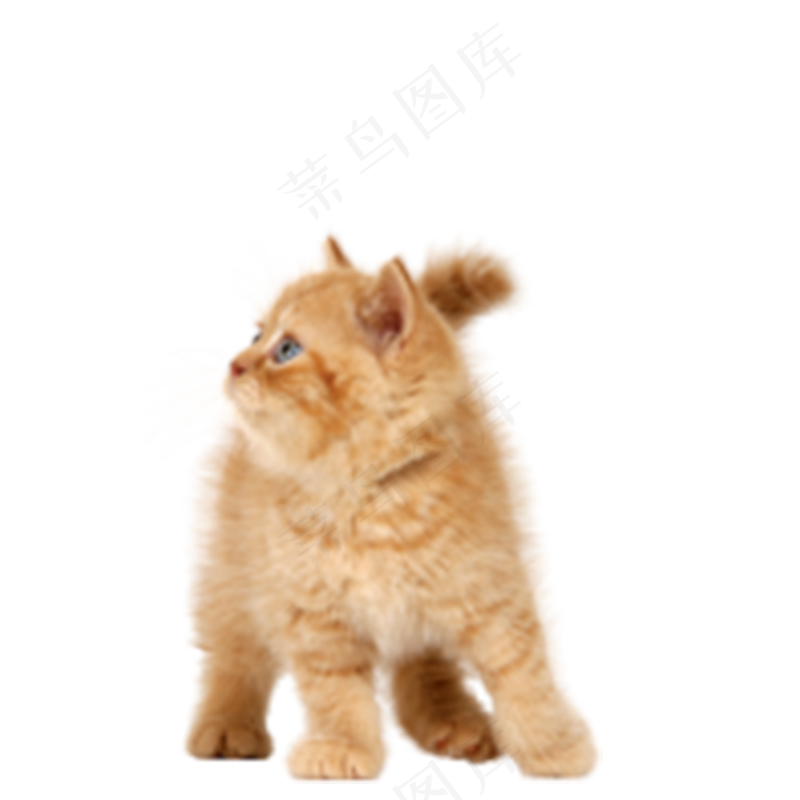 猫咪7-catpsd模版下载