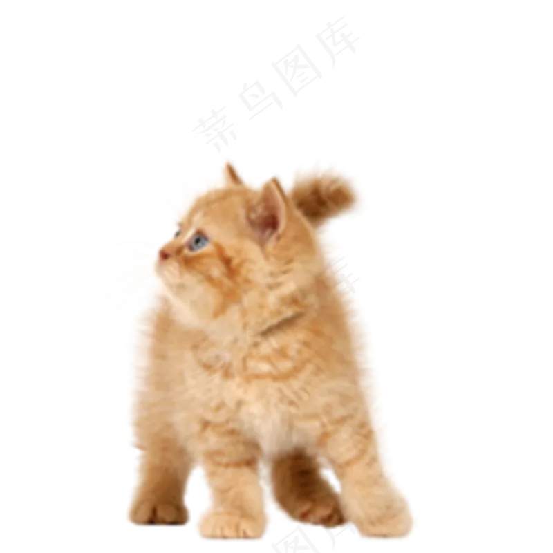 猫咪7-catpsd模版下载
