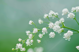 铃兰花植物花朵摄影图