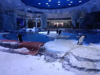 企鹅,一群企鹅,海昌公园,上海海昌公园