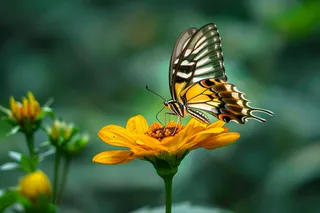 蝴蝶飞在花朵上菊花摄影图