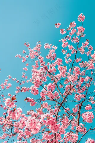 春日樱花花朵摄影图