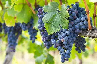 葡萄挂藤水果摄影图