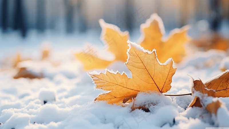 AI产生秋冬雪地枫叶壁纸