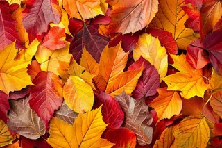 秋天金红落叶铺满地面立秋秋分摄影图