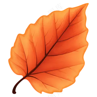 免抠一片枫叶