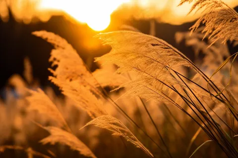 芦苇荡夕阳下美丽芦苇花摄影图