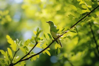 春天新芽嫩芽绿叶树枝绿色小鸟摄影图
