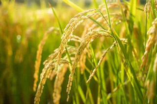 水稻稻穗农田种植生长摄影图