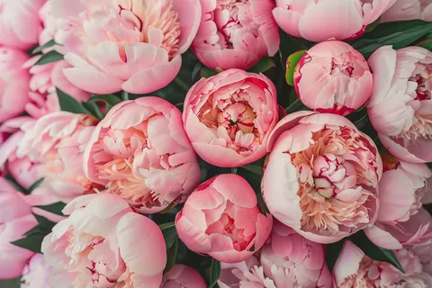 牡丹花国花鲜花摄影图