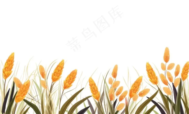 秋季小麦麦穗稻谷麦穗手绘卡通插画免抠(1408x848)