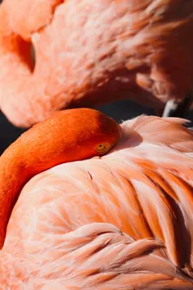 不知名动物图片。