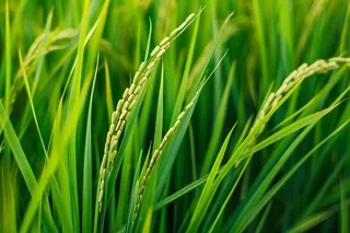 稻谷禾苗农田摄影图