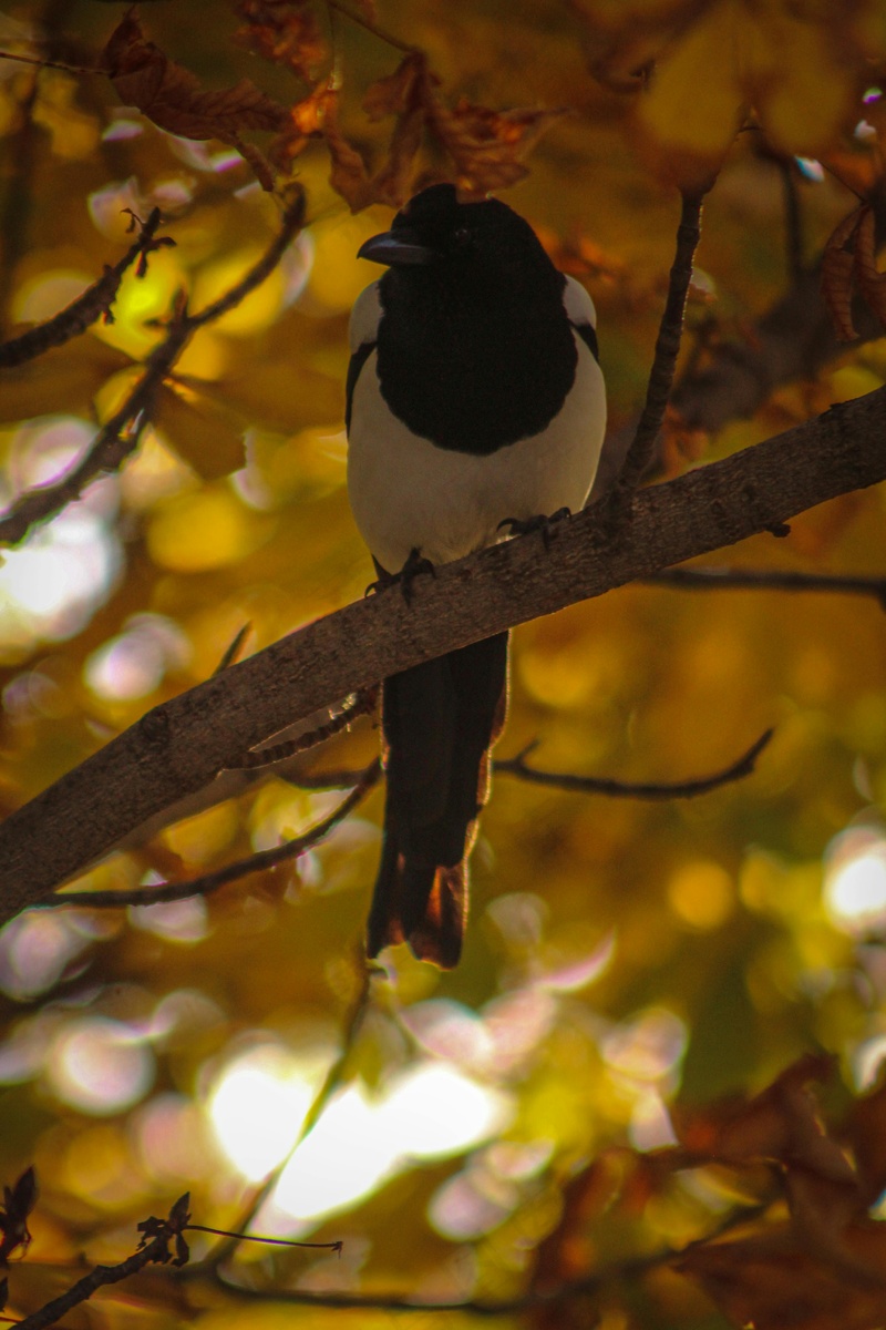 户外喜鹊鸟类生物