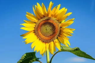 向日葵向阳鲜花摄影图