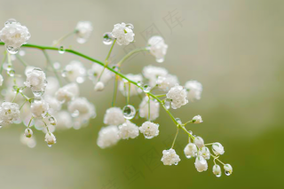 铃兰花植物花朵摄影图