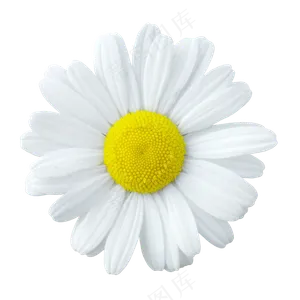 一朵小白菊