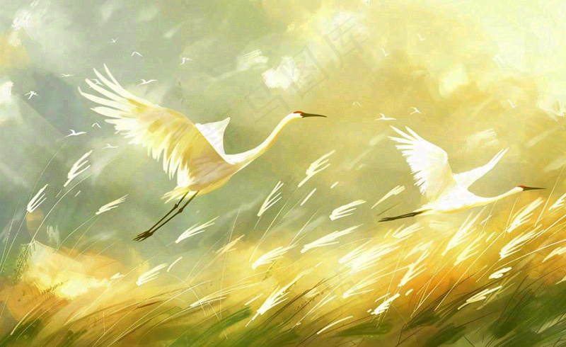 秋天白鹭飞鹤芦苇丛白露寒露节气插画背景(1408x864)