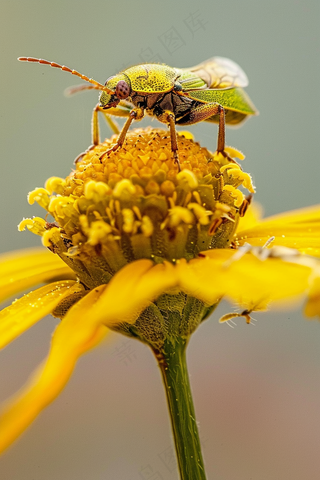 春天花朵上的昆虫摄影图