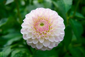 一尘不染的白色花朵