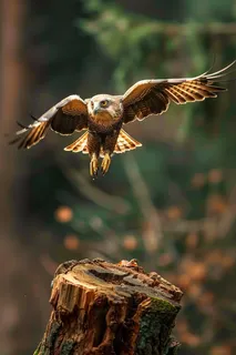 猫头鹰飞驰而过国家保护动物摄影图