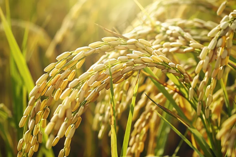 水稻稻穗农田种植生长摄影图(4032x2688)