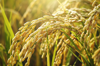 水稻稻穗农田种植生长摄影图