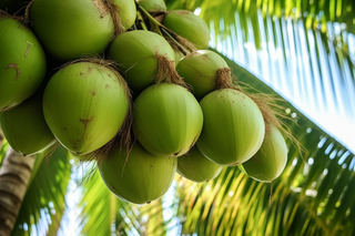 椰子树上挂满了椰子果实摄影图