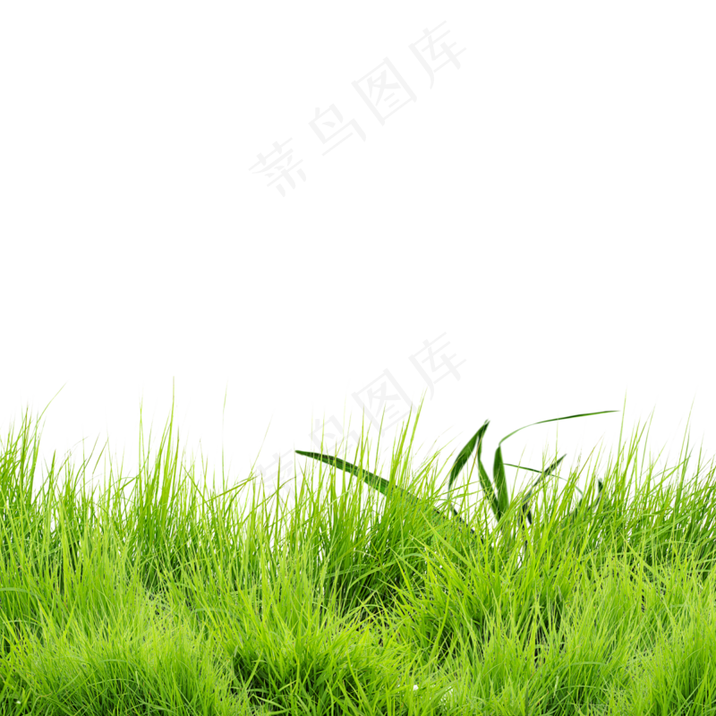 草 绿色  海报设计