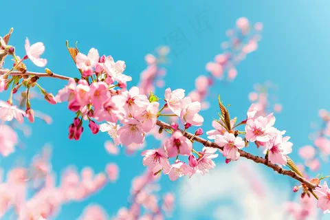 春日樱花花朵摄影图 春日樱花花朵摄影图