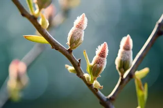 春天大树抽新芽嫩叶树枝立春摄影图