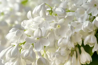 铃兰花植物花朵摄影图