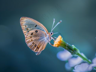 蝴蝶春天花丛蝶恋花摄影图