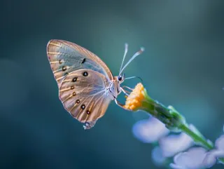 蝴蝶春天花丛蝶恋花摄影图