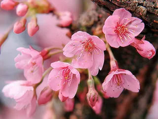 春日樱花花朵摄影图