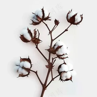 棉花成熟花束白色背景摄影图