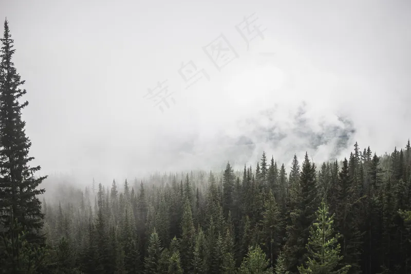 云雾森林图片