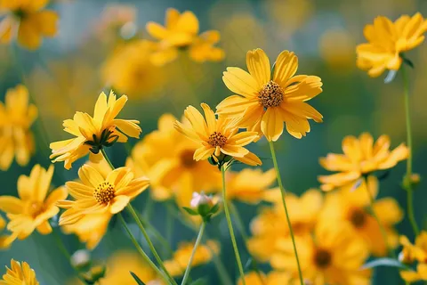 春天小雏菊金菊花朵植物摄影图