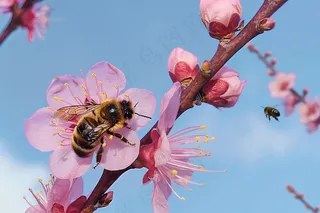 春日桃花蜜蜂采蜜摄影图