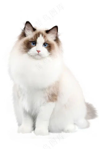 可爱猫咪免扣素材