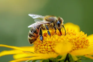 蜜蜂采蜜黄色花朵春天摄影图