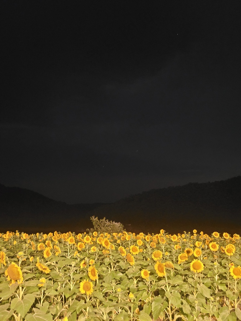 夜晚向日葵花园灯光秀3