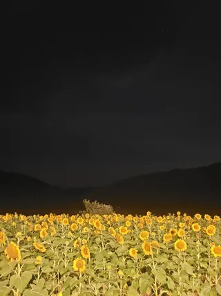 夜晚向日葵花园灯光秀3