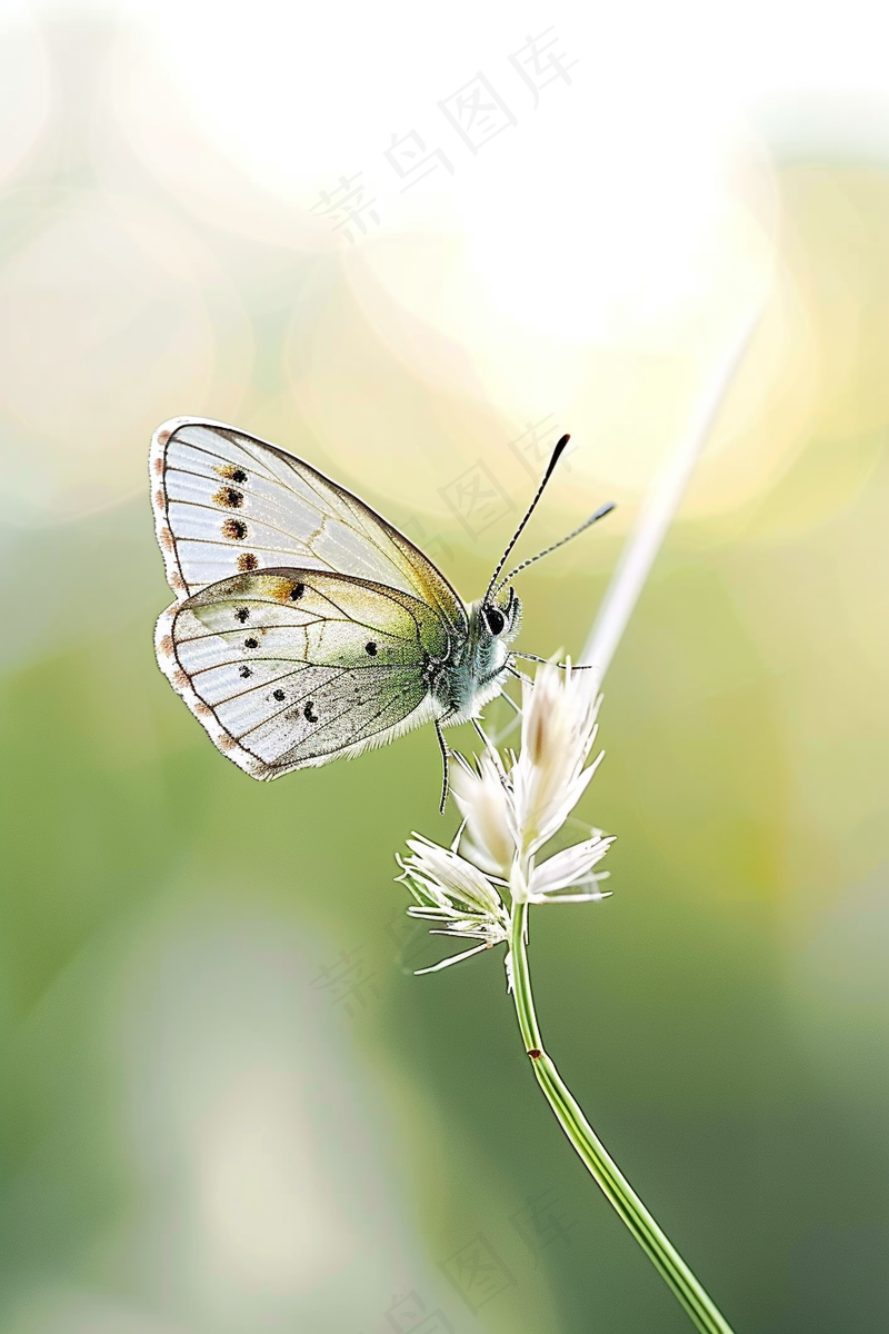 蝴蝶春天花丛蝶恋花摄影图(2688x4032)