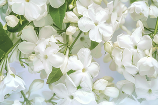 栀子花白色花朵植物摄影图